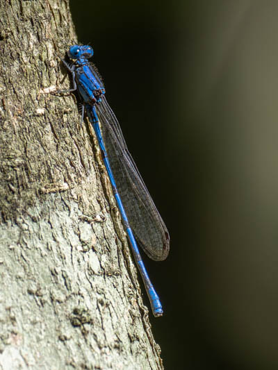 Argia anceps (Cerulean Dancer) male-3.jpg